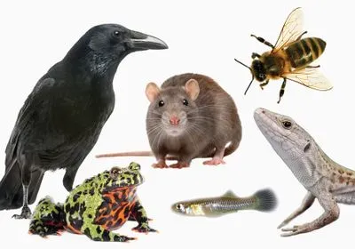 Photographs of animals